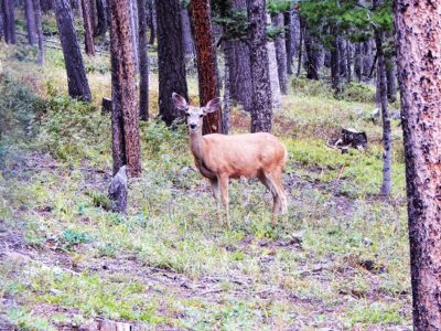 Animal Indications And Weather Image